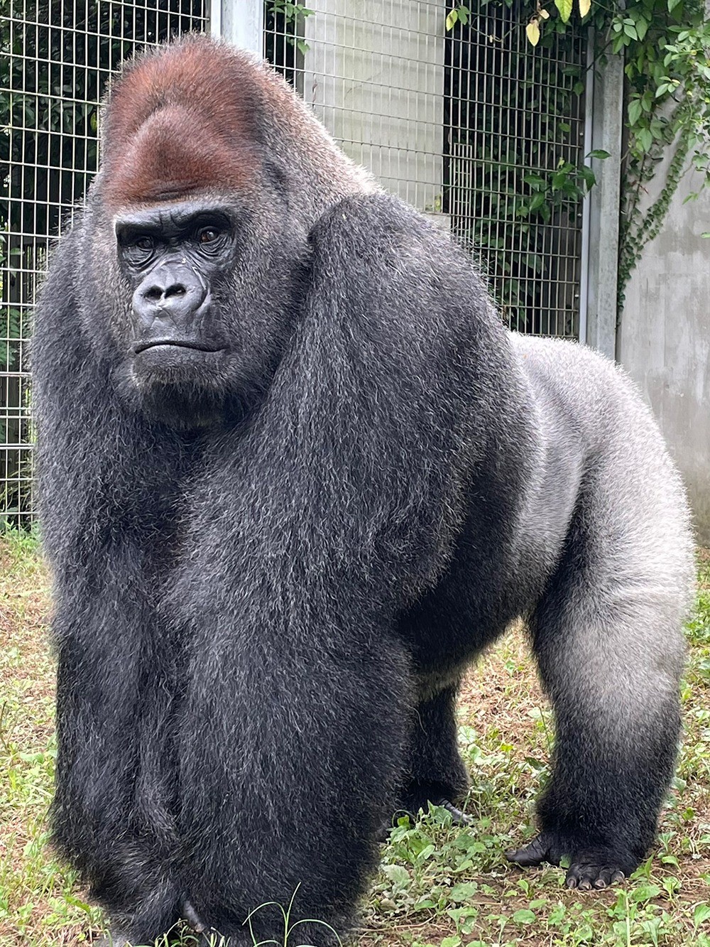 同園で飼育されているゴリラの「タロウ」（提供：公益財団法人日本モンキーセンター）