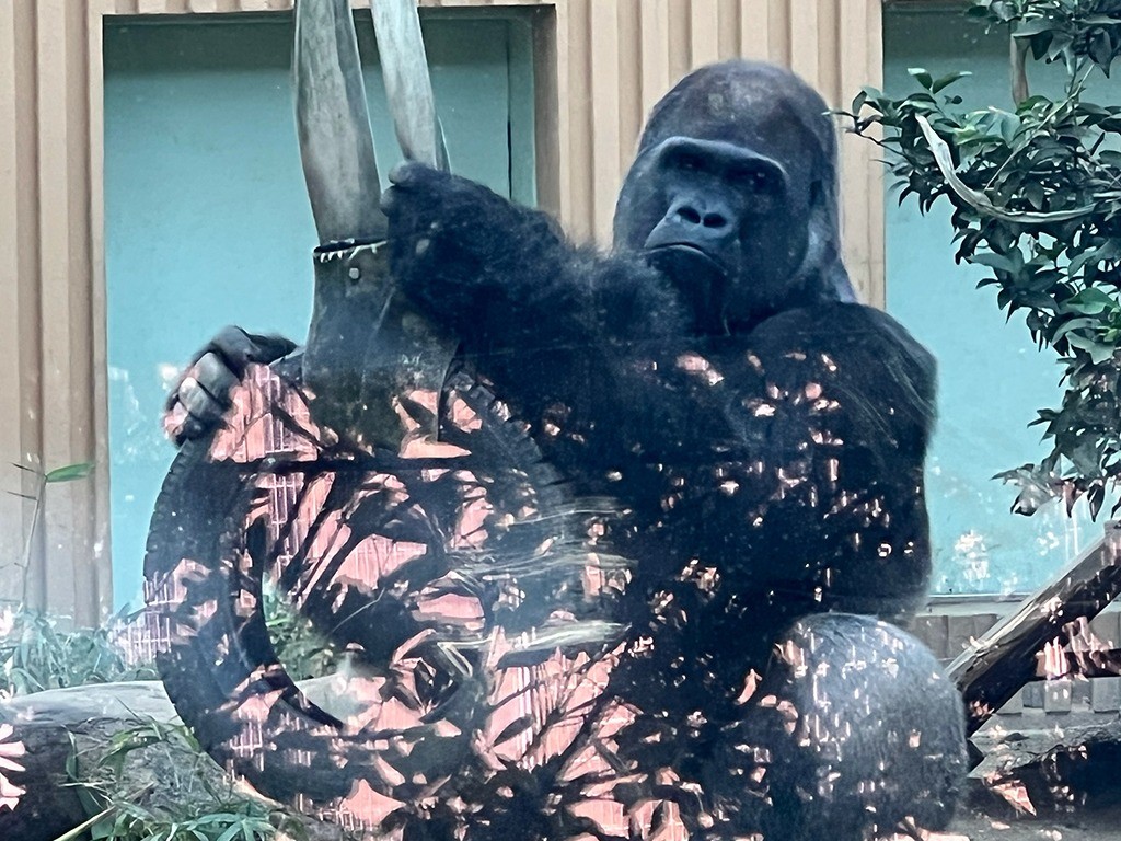 同園で飼育されているゴリラの「モモタロウ」（提供：京都市動物園）-1700195848.jpg