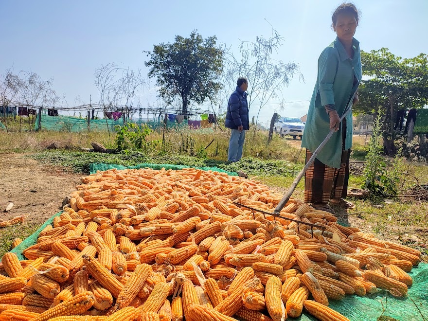 【カンボジア】家畜飼料の製作と販売で村の循環経済を促進