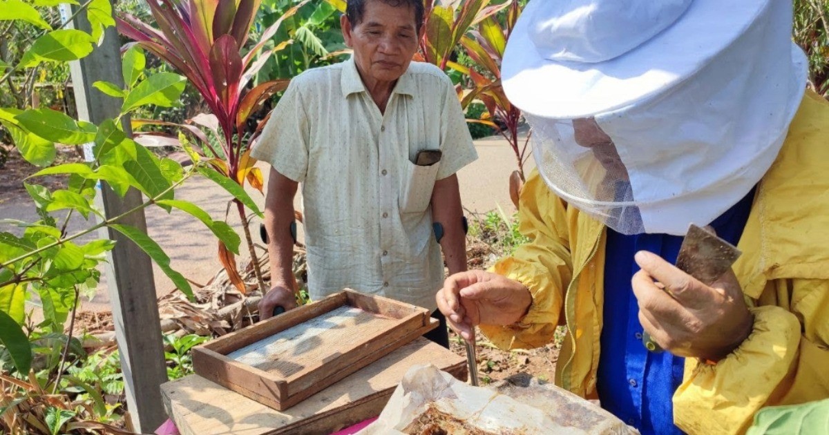 【カンボジア】シーズン到来！！ハリナシミツバチの養蜂フォローアップ