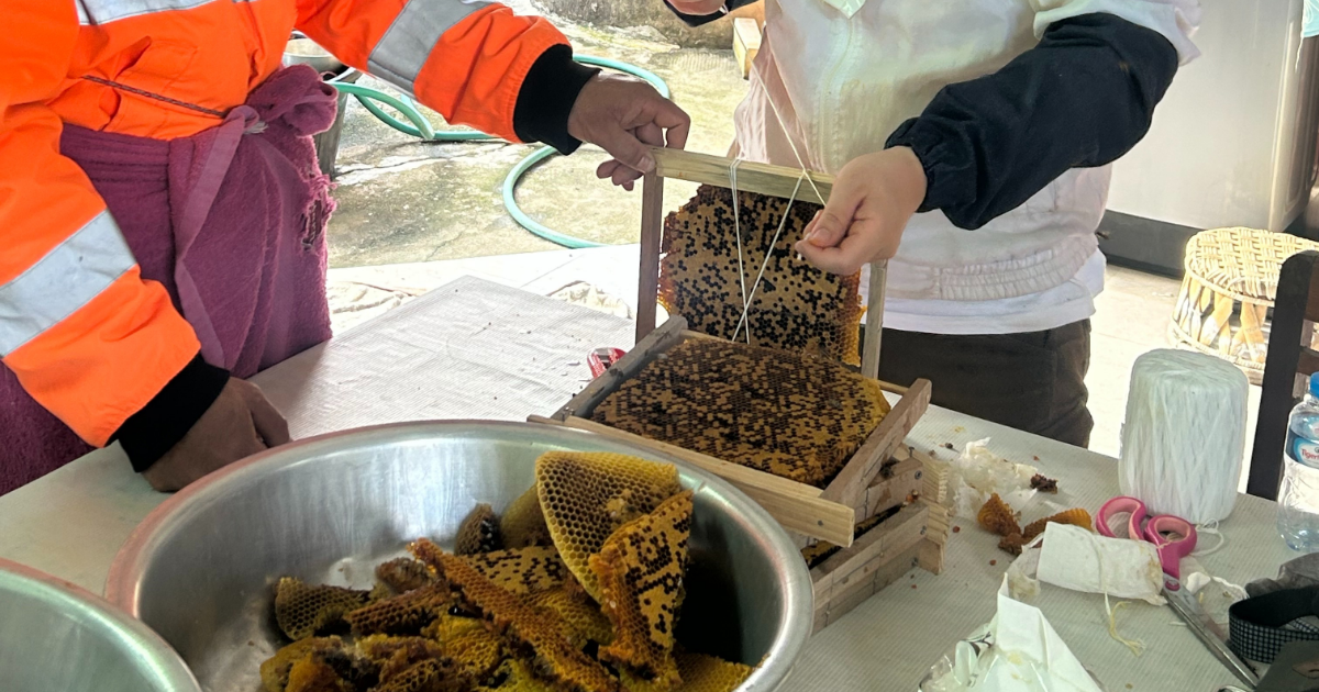 【ラオス】ラオス事務所の新しい仲間たち 〜ミツバチのお引越し〜