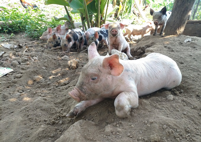 【カンボジア】ロカブッス村で「ロカ豚」の子豚が50頭誕生