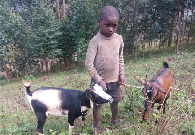 新たに孤児・元子ども兵25世帯にヤギとモルモットを供与【緊急支援プロジェクト】