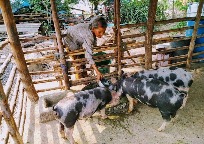 【カンボジア】再挑戦の仕組みを生かし、家畜世帯の拡大へ