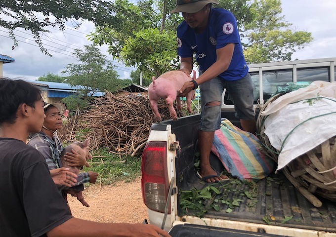 【カンボジア】村人たちが楽しみにしていた子豚が到着
