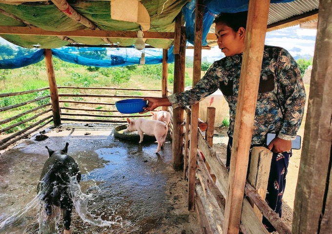 【カンボジア】村人たちの”自立”のために追加の豚購入を決定