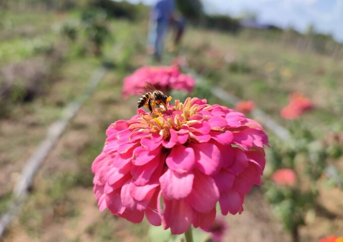 【カンボジア】在来のミツバチの養蜂を通して、村人たちの生活を回復