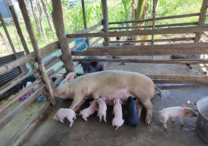 【カンボジア】村の中にあるものを活かした感染症対策と子豚の誕生！