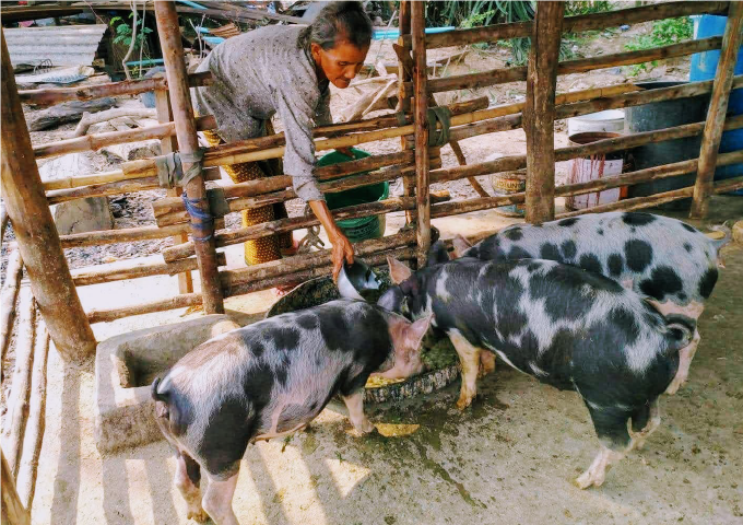 豚を飼育するカンボジアの人